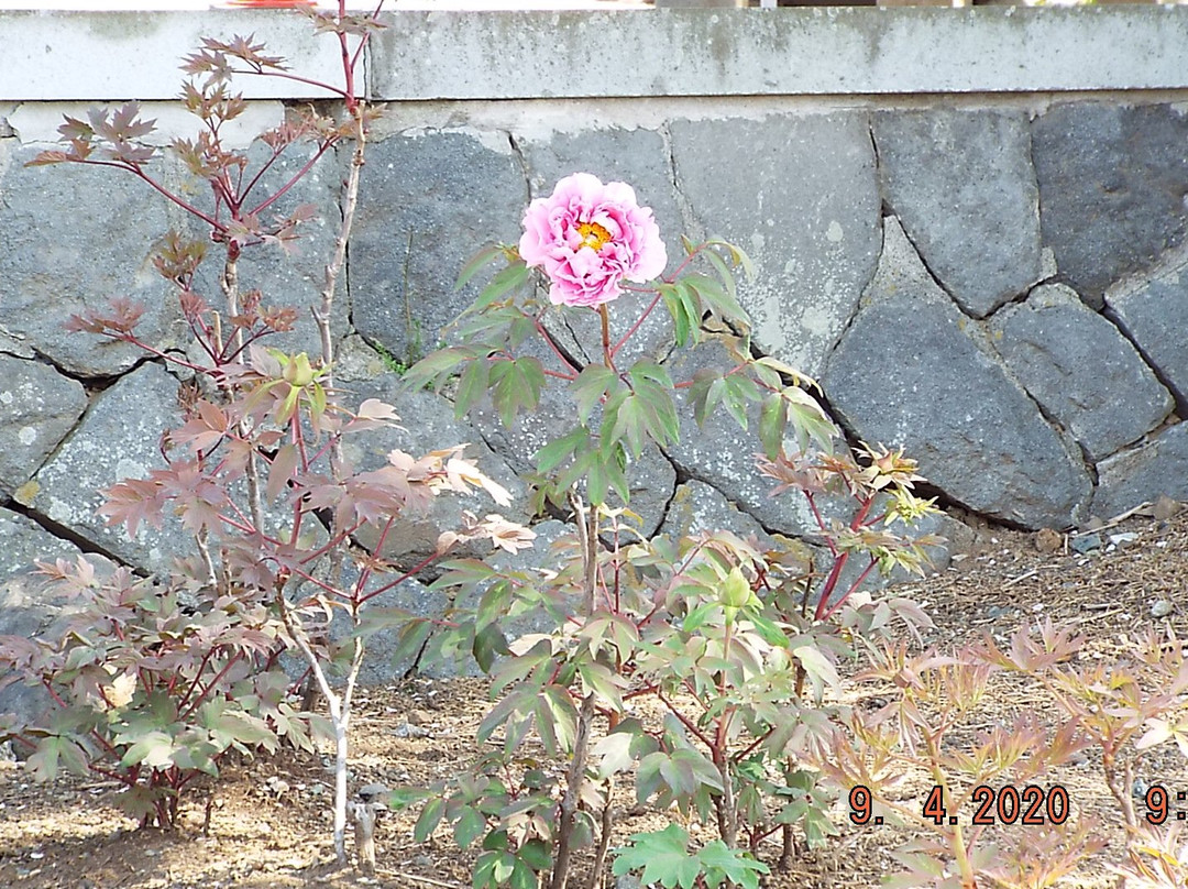 Emmei-ji Temple景点图片