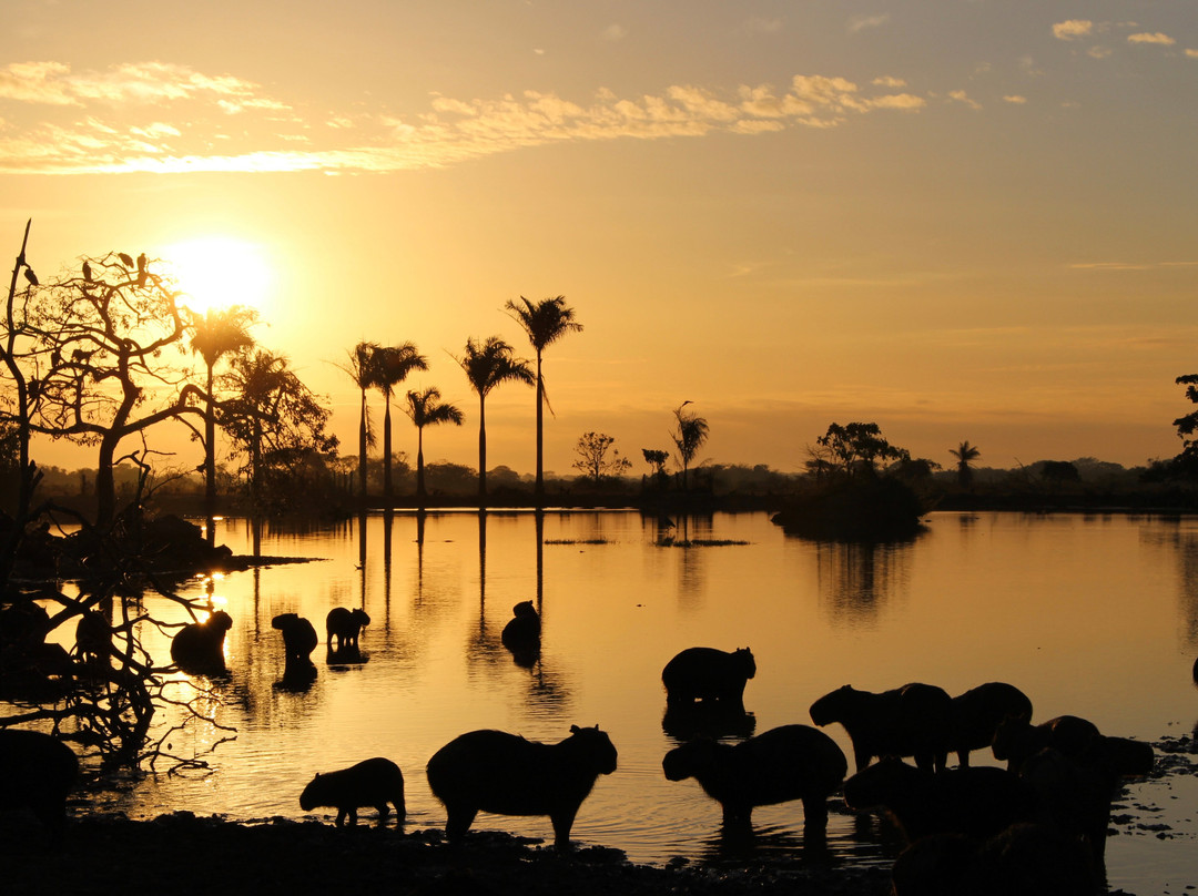Wild Llanos Tours and Safaris景点图片