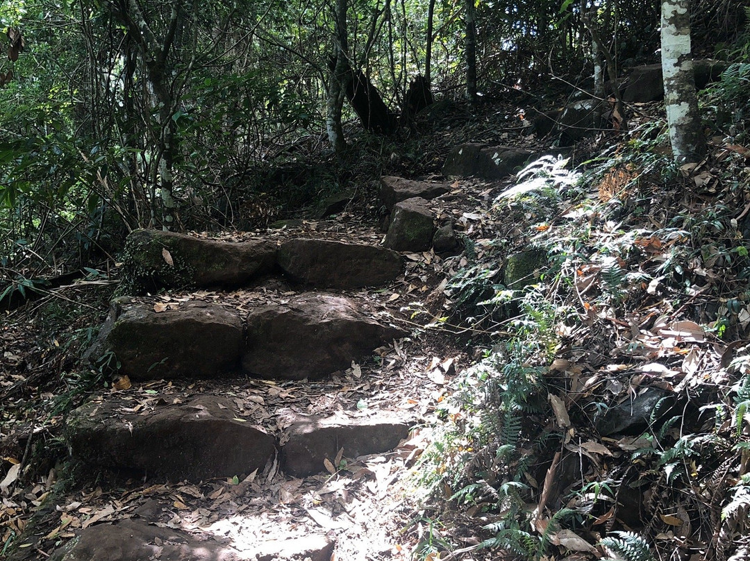 Witches Falls Walking Trail-丹百林山必去景点