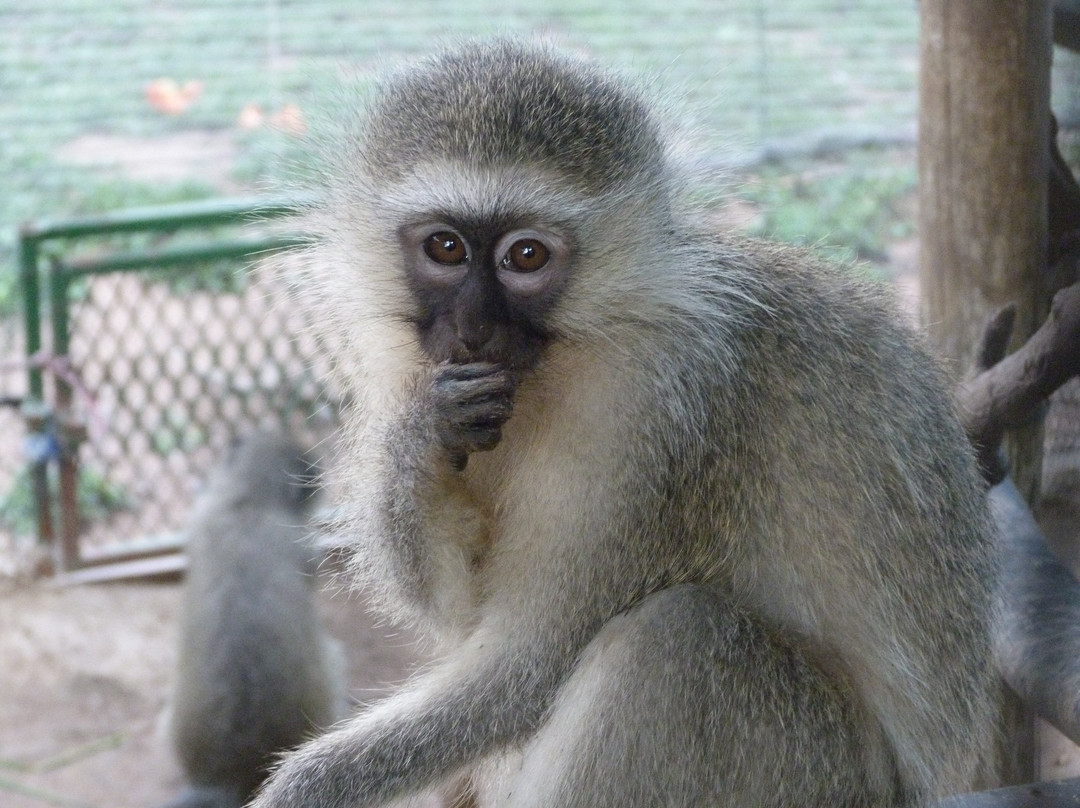 Vervet Monkey Foundation-参宁必去景点