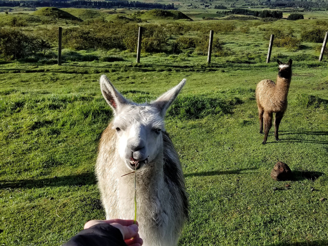 The Secret Garden Cotopaxi主图