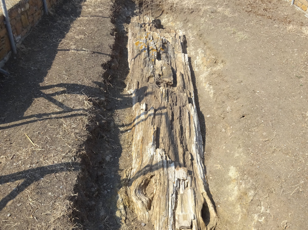Trunk of fossilized tree景点图片