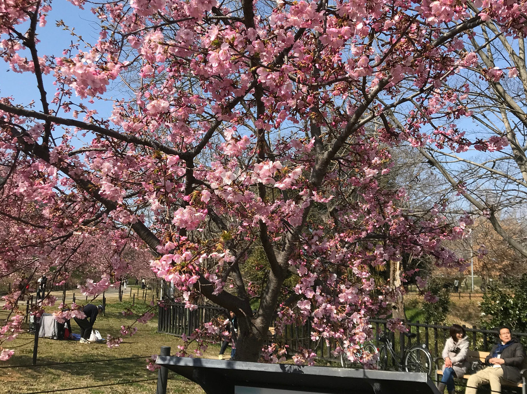 Sakura Farm景点图片