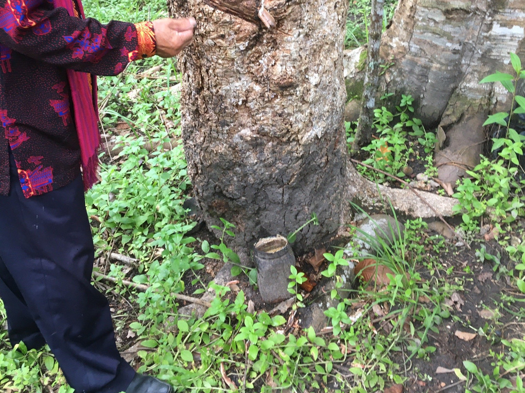 Borneo Escape-帕朗卡拉亚必去景点