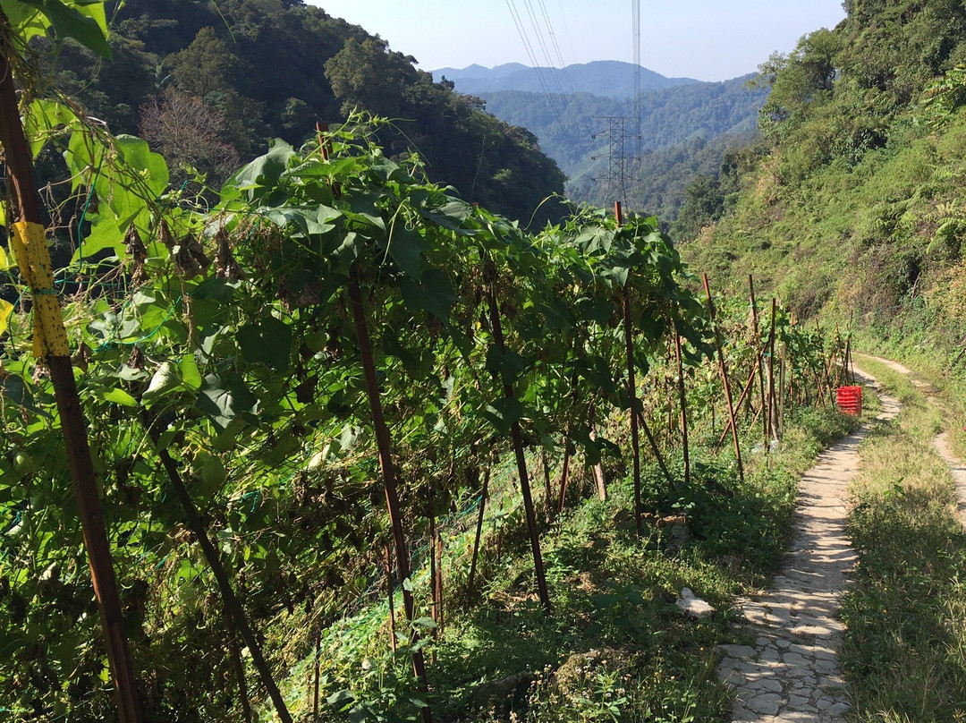 Cameron Highland Trail No. 6景点图片