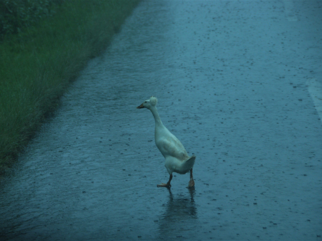 Danau Beratan-Bedugul必去景点