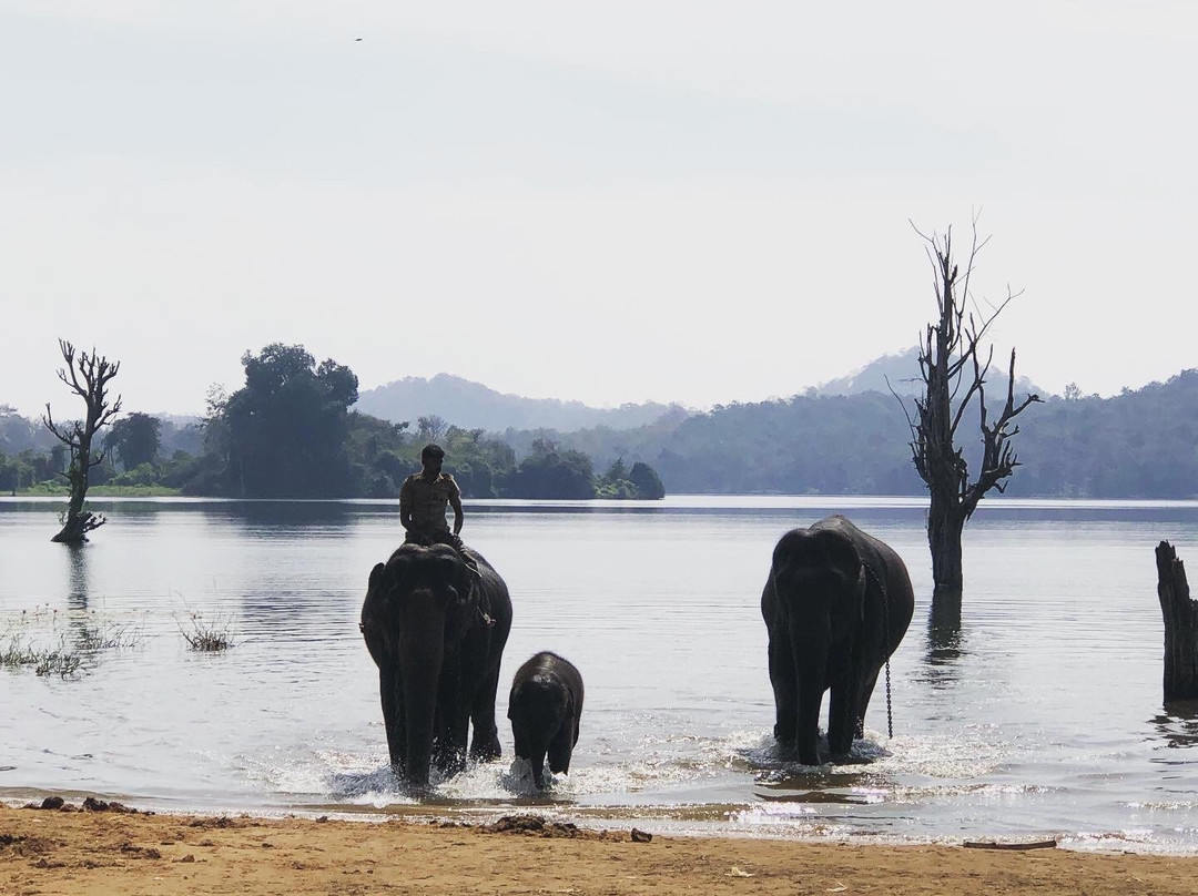 Sakrebailu Elephant Camp景点图片