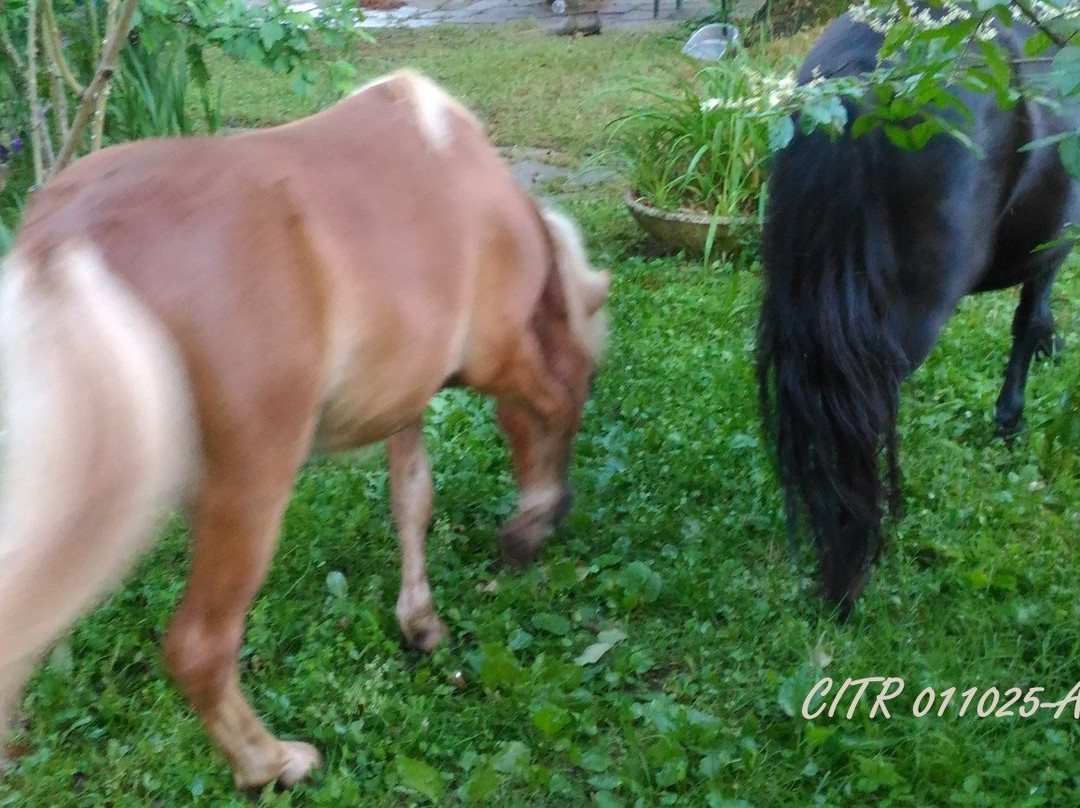 Agriturismo dei Monti Liguri e Cinque Terre主图