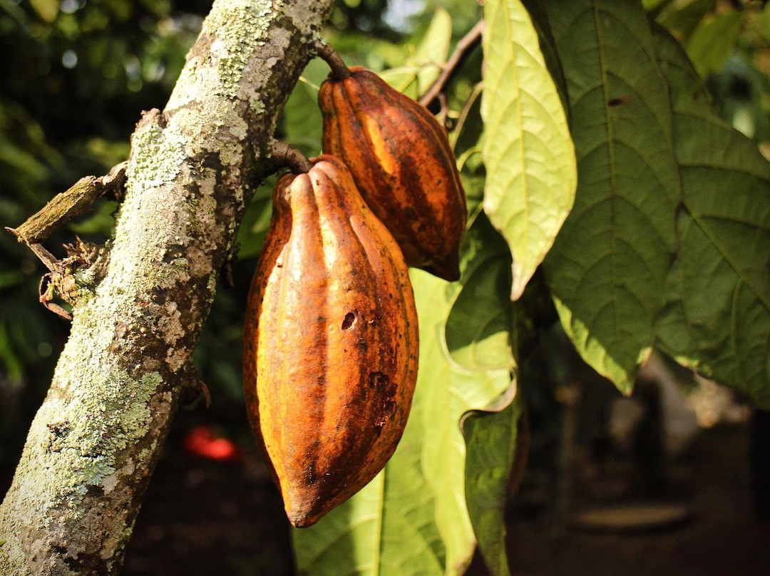 Kanaga Africa Tours-阿比让必去景点