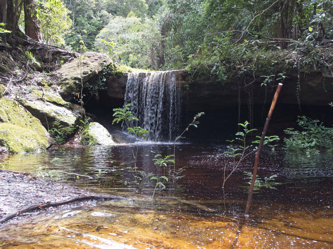 Oropendola Tours - Day Tours-玛瑙斯必去景点