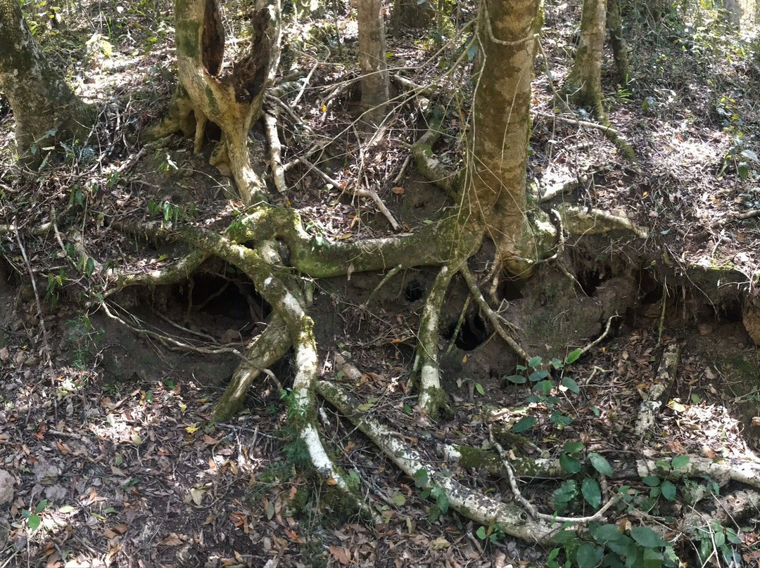 Drupkelders Hiking Trail-克尼斯纳必去景点