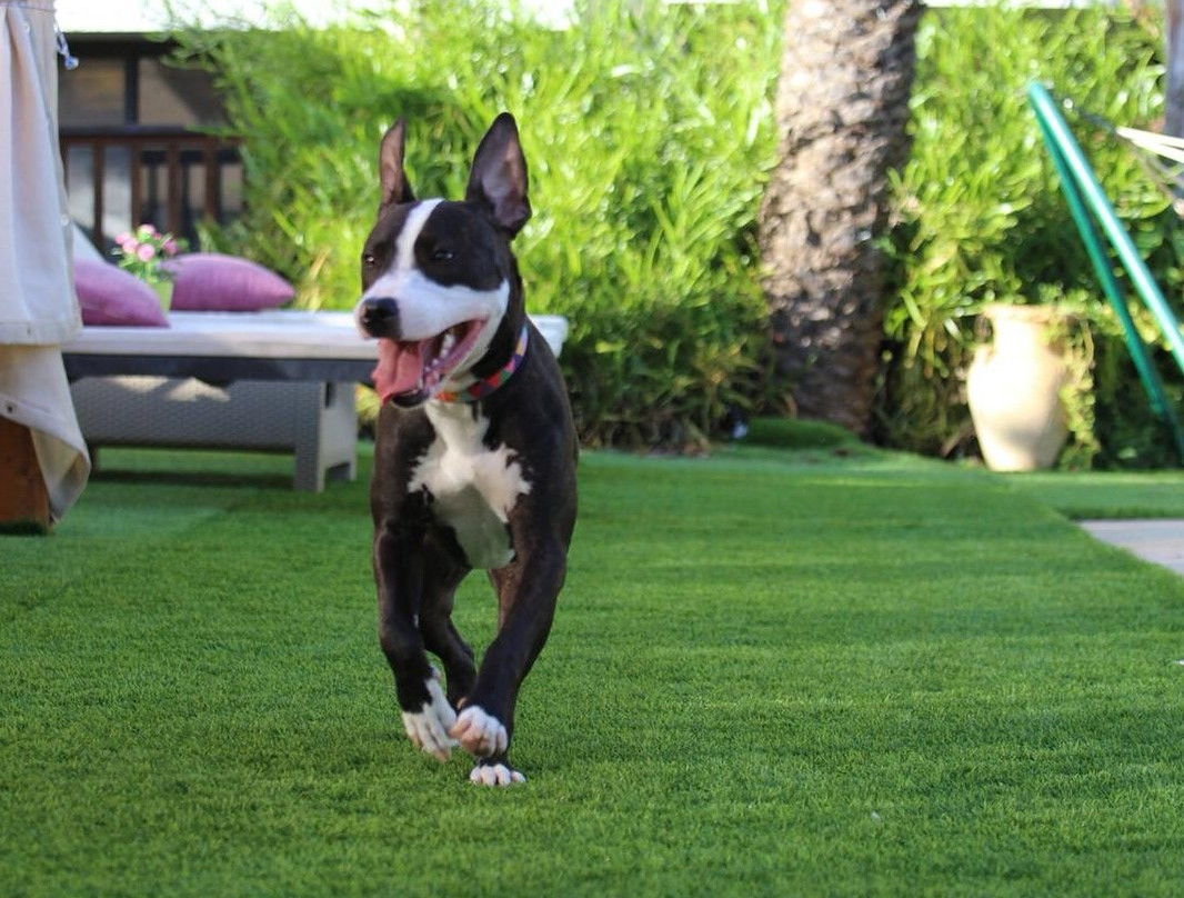 Hen Chalet & Suites主图