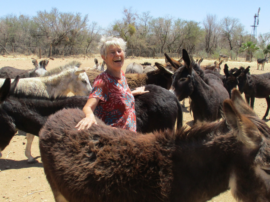 Karoo Donkey Sanctuary景点图片