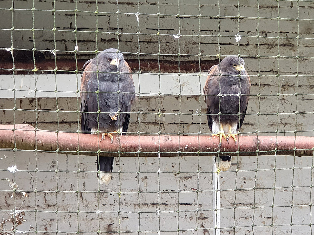 Lakeland Bird of Prey Centre景点图片