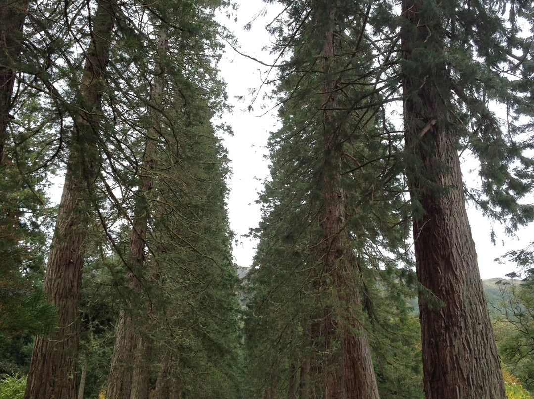 Benmore Botanic Garden景点图片