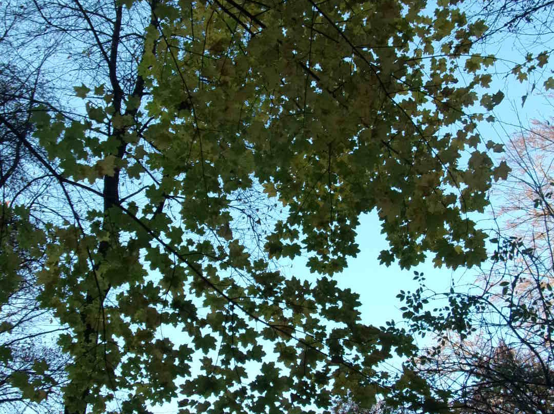 Vorwerkpark景点图片