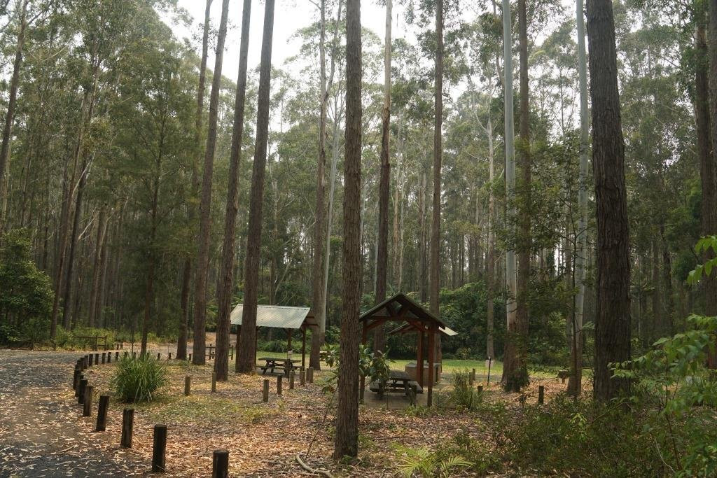 Bongil Bongil National Park景点图片