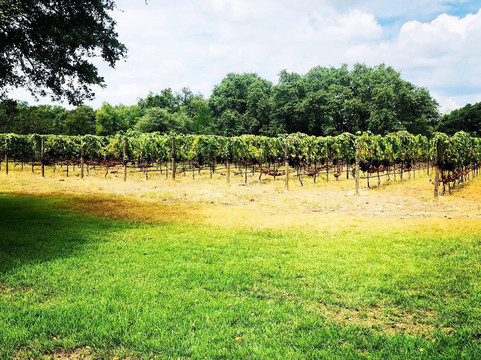 Lux Limo-奥斯丁必去景点