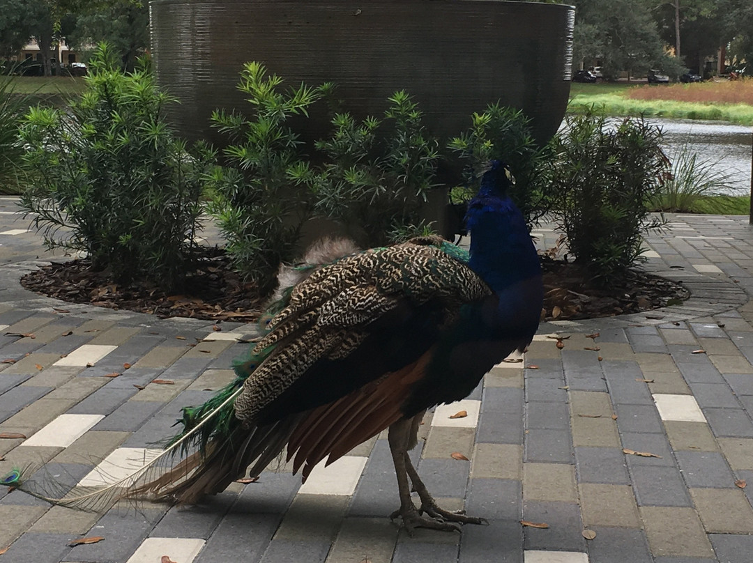 Holiday Inn Express Tampa-brandon By IHG主图