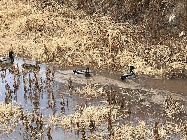 Rio Grande Nature Center State Park-阿尔伯克基必去景点