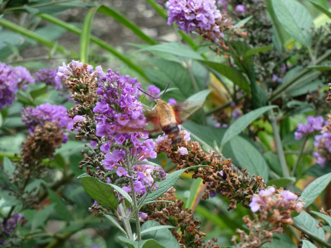 Plant Paradise Country Gardens