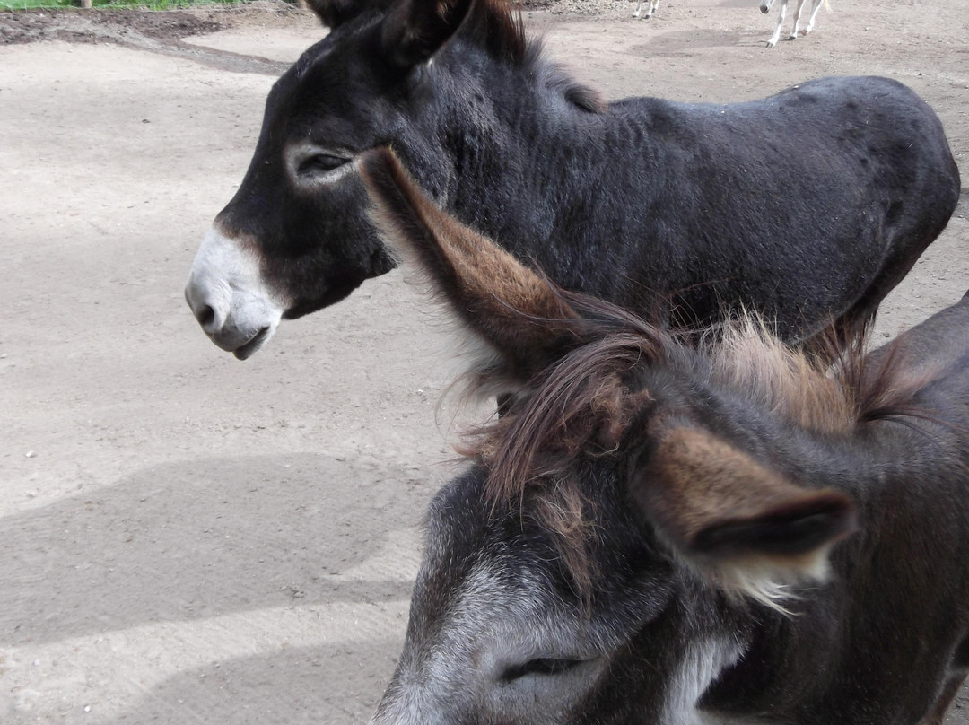 Chase旅游景点-Turtle Valley Donkey Refuge