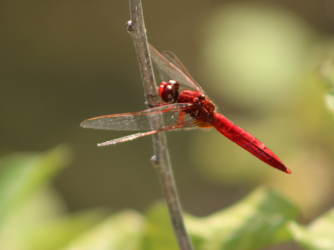 Site Naturel des Tourbieres-Vendoire必去景点