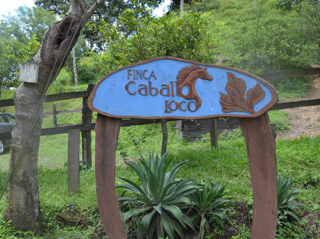 Finca Caballo Loco - Horse Tours Costa Rica景点图片