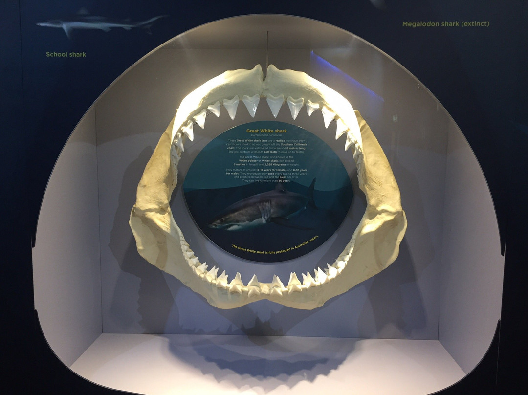 Marine and Freshwater Discovery Centre-皇后崖必去景点