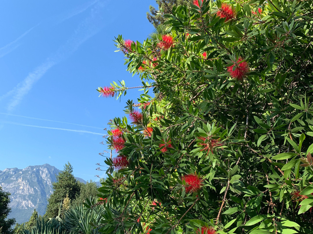 Arboretum of Arco景点图片