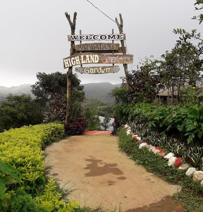 Aningalan Strawberry Farm景点图片