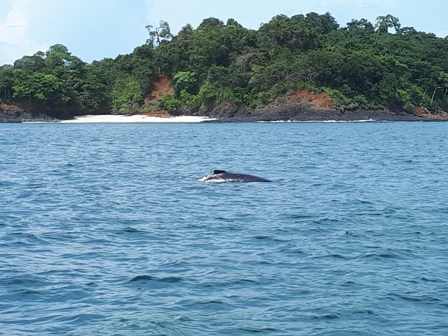 Bocas del Mar Activities景点图片