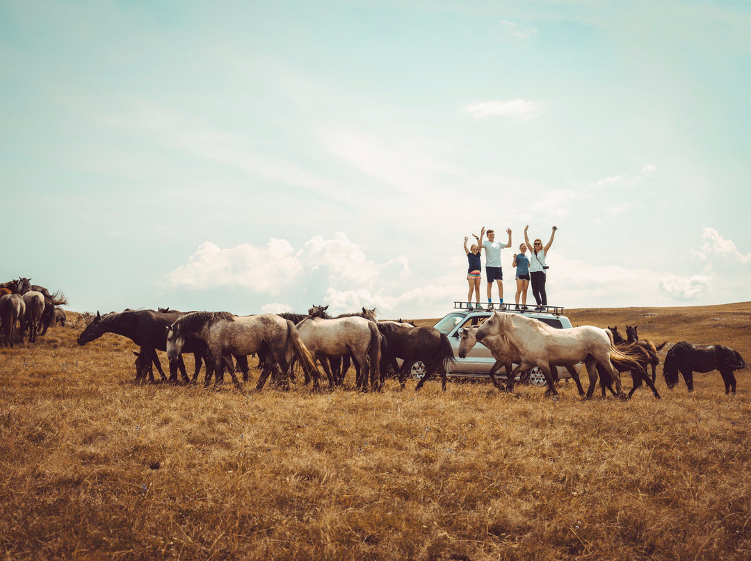 WILD HORSES PHOTO SAFARI Livno景点图片