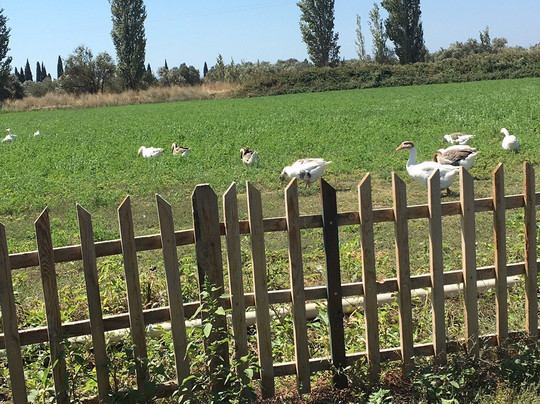 Sural Ciftligi主图