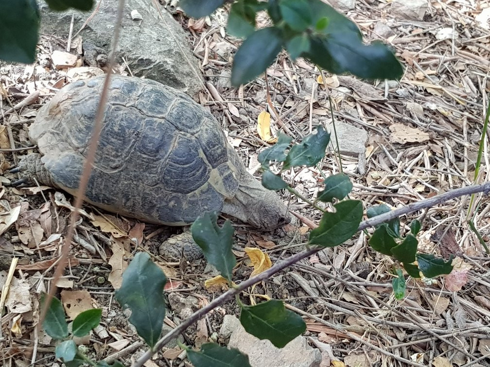 Centre de Reproduccio de Tortugues de l'Albera景点图片