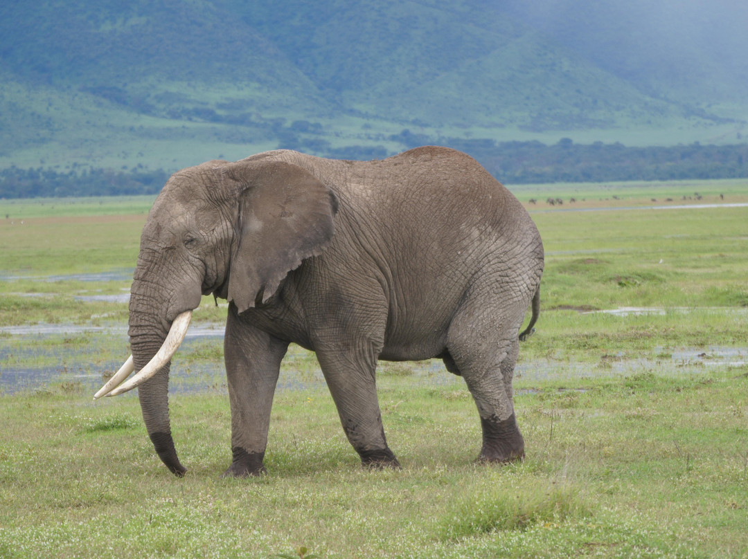 Hakuna Matata Expeditions-阿鲁沙必去景点