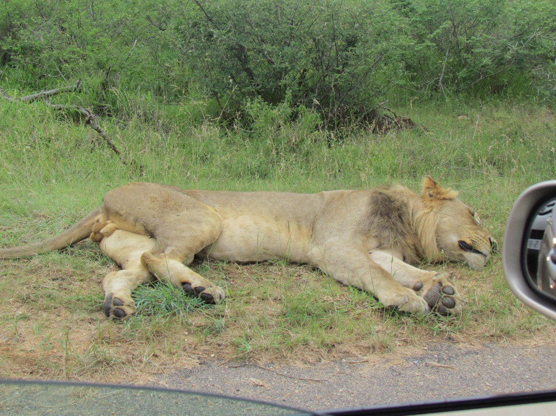 KrugerSafariNow-司库库札必去景点