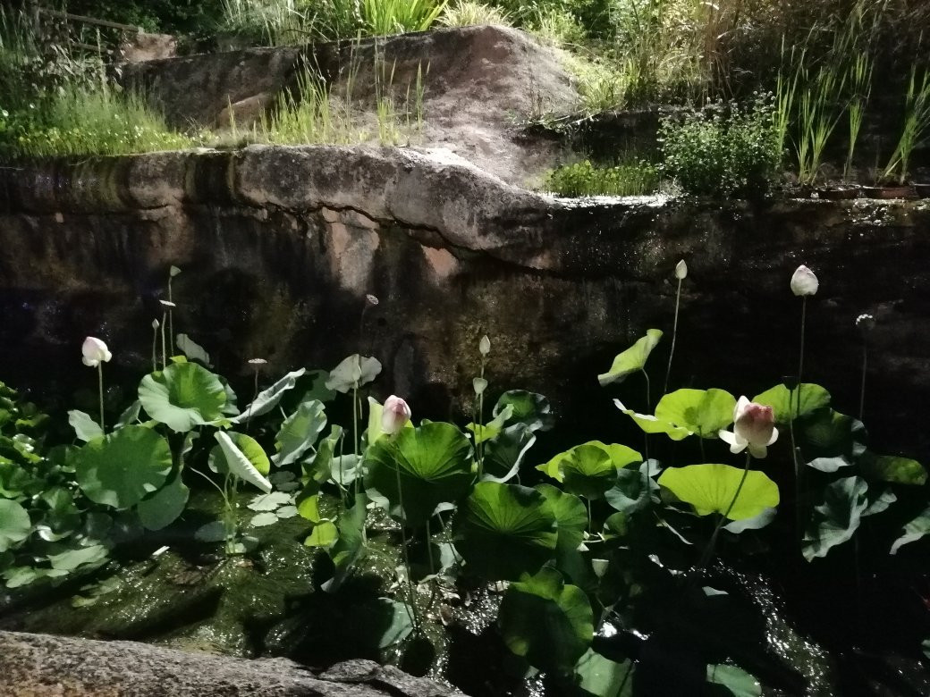 Belafonte Minigolf景点图片