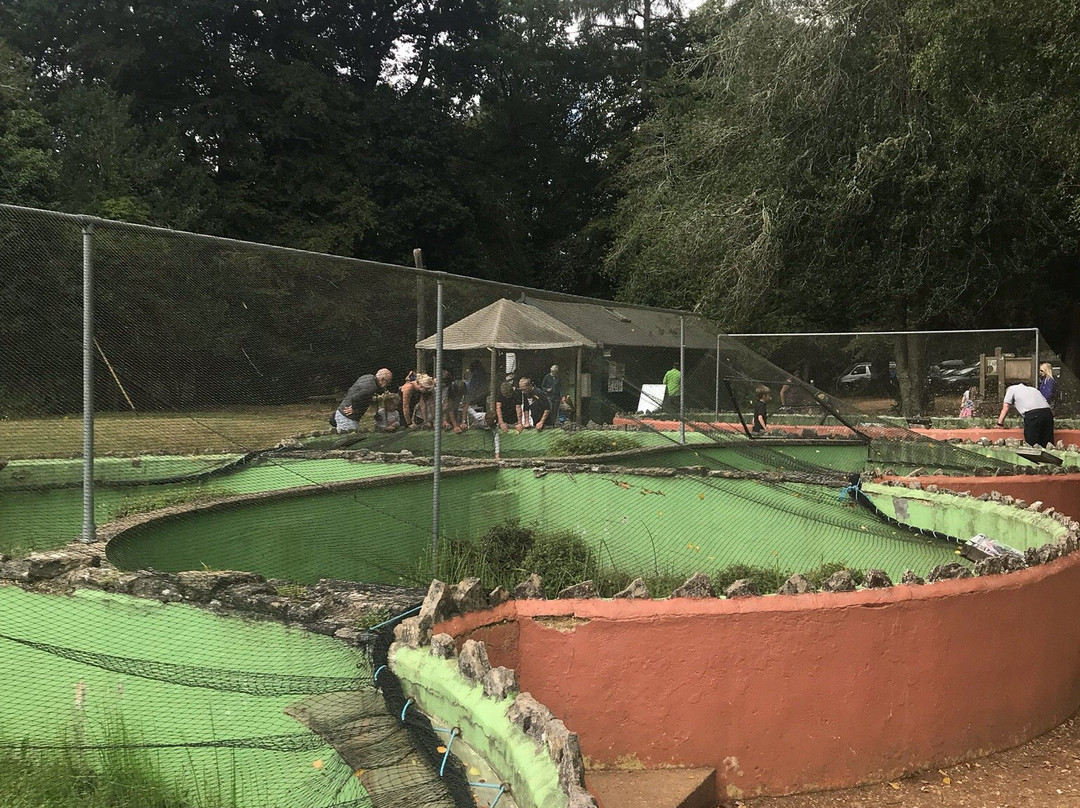 New Forest Reptile Centre景点图片