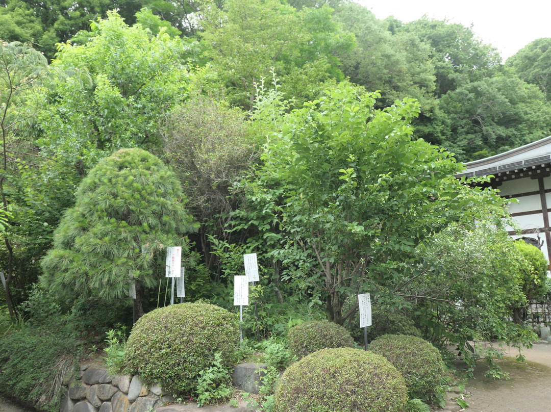 Musashi Kokubunji Temple-国分寺市必去景点