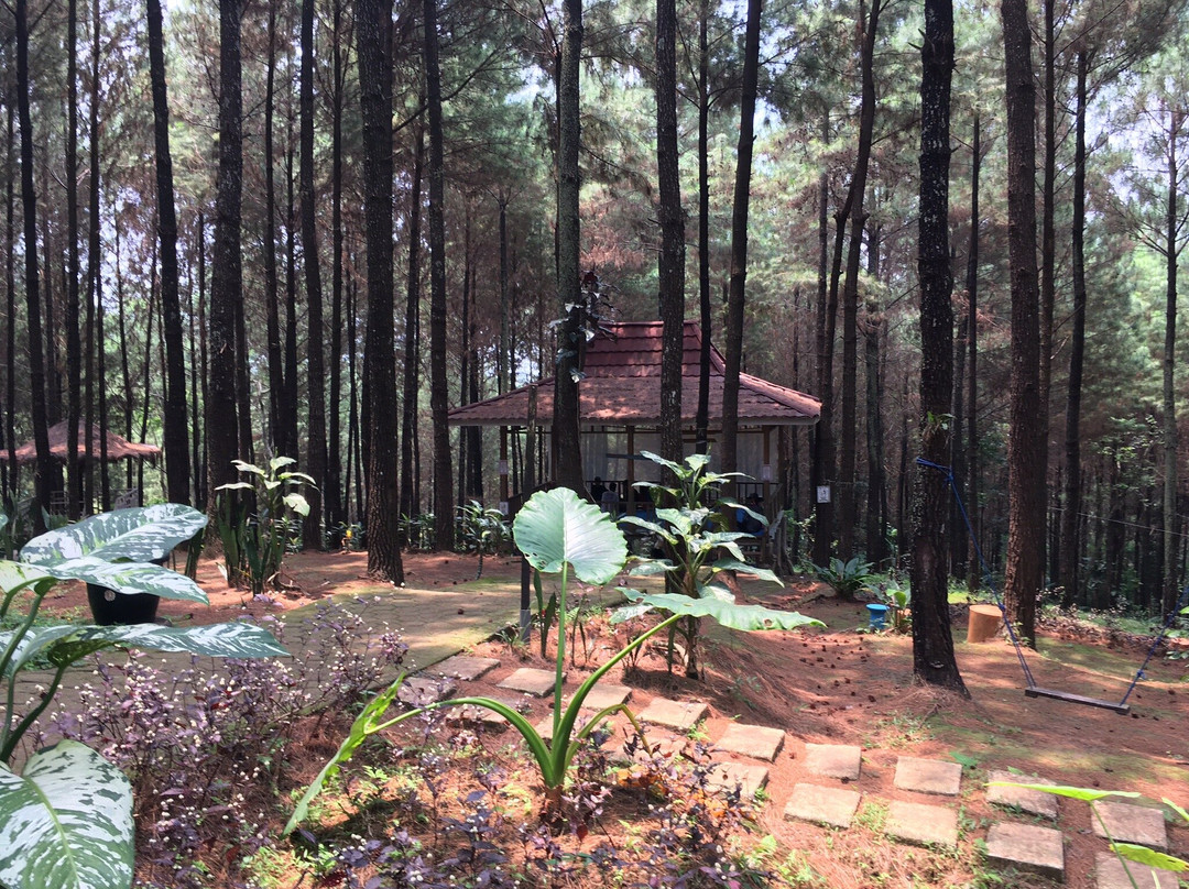 Wana Wisata Bukit Pinus Wonosalam景点图片