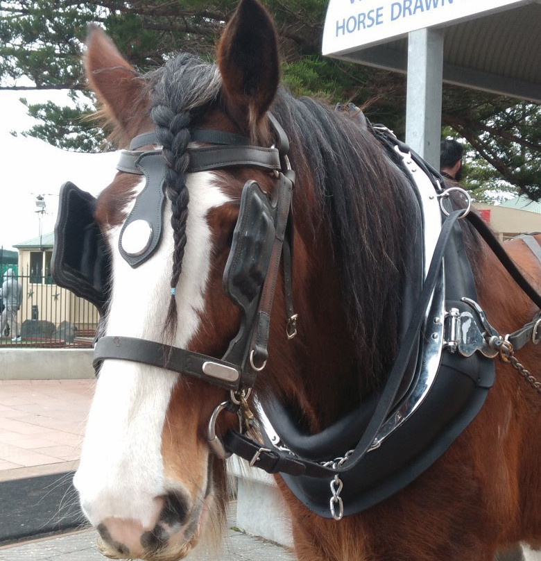 Victor Harbor Horse Drawn Tram景点图片