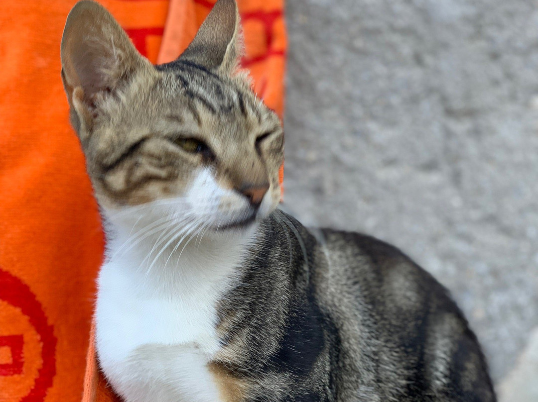 Vardia Beach-卡拉沃斯塔西斯必去景点