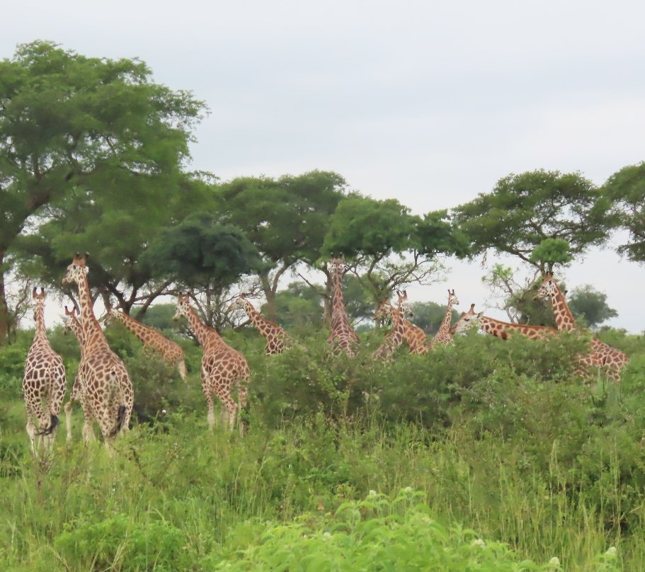 Irembo Africa Safaris Ltd-坎帕拉必去景点