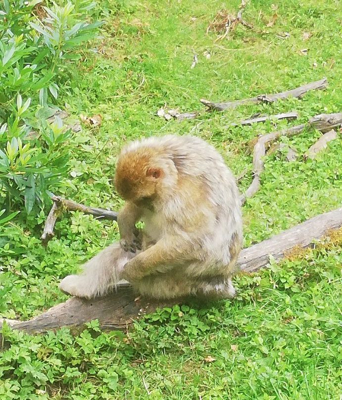 Trentham Monkey Forest景点图片