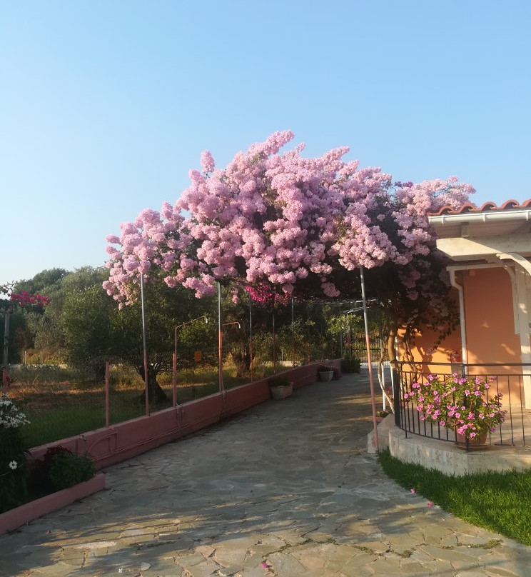 Paradise Studios and Apartments主图