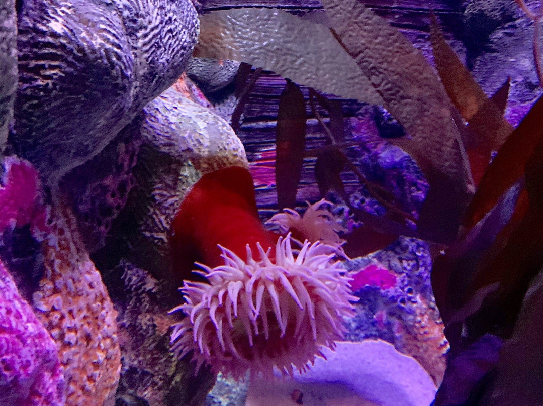 SEA LIFE Kansas City-堪萨斯城必去景点