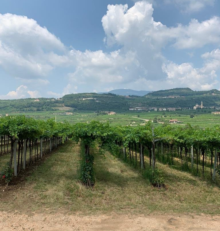 Le Bignele Winery景点图片