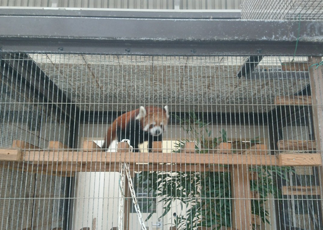 Oshima Park Zoo-大岛必去景点