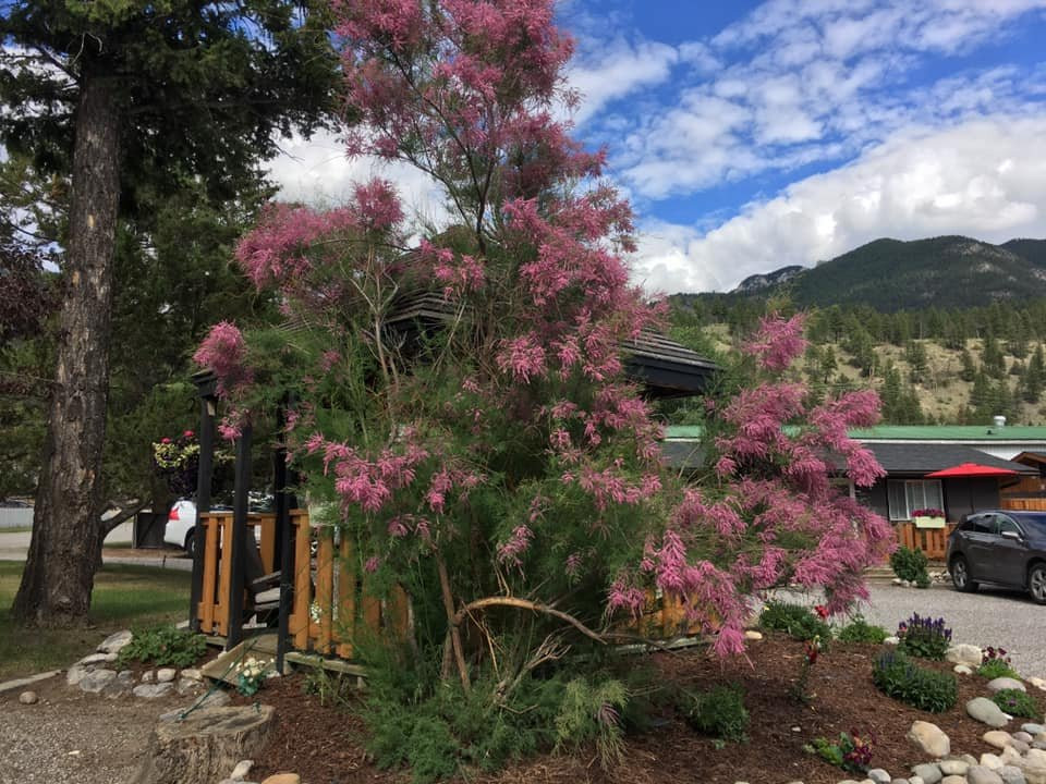 The Piccadilly主图